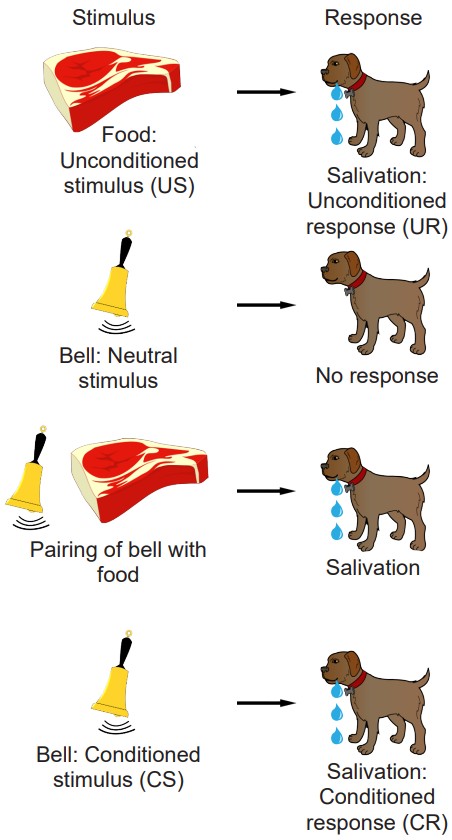 Diagram explaining Pavlovian conditioned responses with dogs salivating to a bell