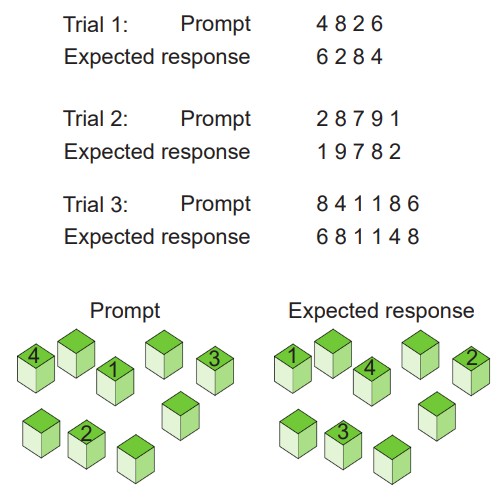 Prompts and expected responses for the digit span test and the Corsi block tapping test