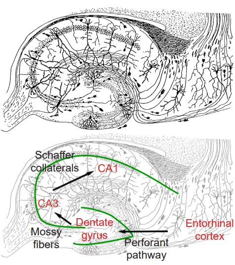 the structures and their locations of the hippocampus