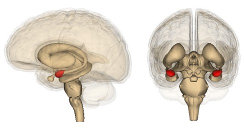 Location of the amygdala in the brain