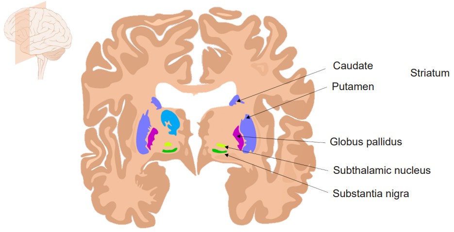 components of the basal ganglia labeled in the brain