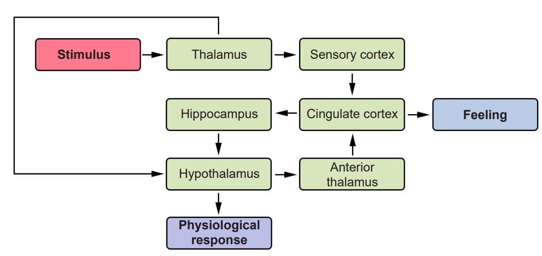 Flow chart describing how stimulus is processed into feelings or responses according to the Papez circuit