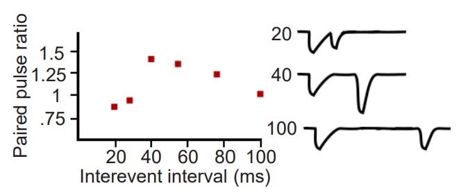 Graph of PPRs over a 100 ms time interval with an initial spike and gradual decline