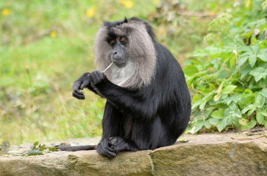 Picture of a macaque monkey