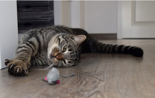 A cat staring at a toy mouse