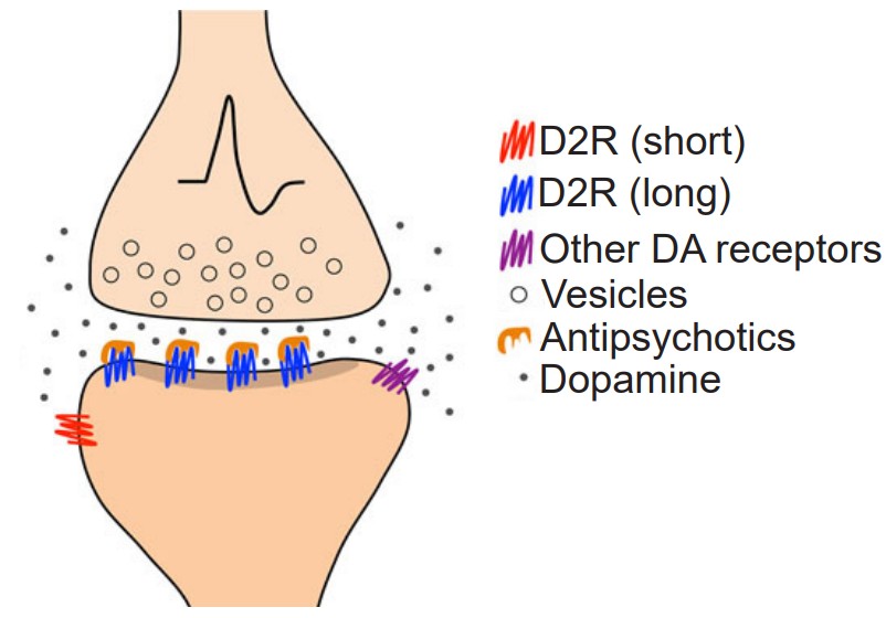 Visualization of antipsychotics blocking the D2 receptors